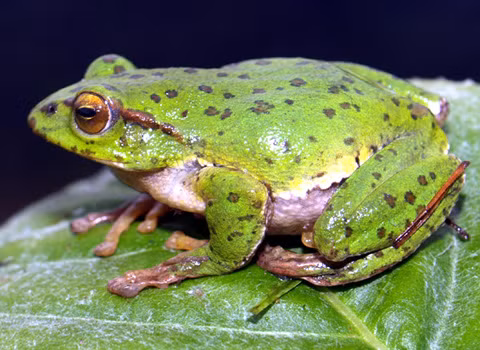 Ếch là động vật lưỡng cư, vừa sống ở trên cạn, vừa sống dưới nước. Chúng đẻ trứng dưới nước. Sau đó những quả trứng này sẽ nở thành nòng nọc. Nòng nọc sẽ tiếp tục sống dưới nước cho đến khi chúng phát triển thành một con ếch trưởng thành. Càng khám phá chúng ta sẽ càng thấy nhiều sự thật khó tin về loài ếch.