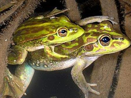 Một con ếch bình thường sẽ sinh sản khi nó được 3 tuổi.