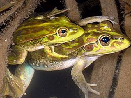 Một con ếch bình thường sẽ sinh sản khi nó được 3 tuổi.