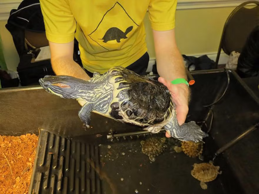 Tháng 4 vừa qua, nàng rùa Audrey qua đời.