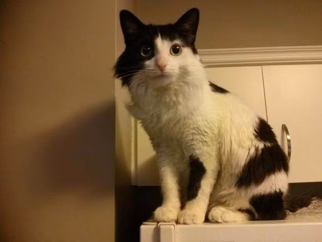 Kinh hoàng hơn, các nhân viên còn phát hiện ra xác của 2 con mèo bị bỏ cạnh Jaxon, khiến họ nghi ngờ rằng gia đình này lấy mèo làm thức ăn nuôi cá sấu. Quan chức địa phương đang kêu gọi những hộ có vật nuôi bị mất liên hệ với cơ quan chức năng.