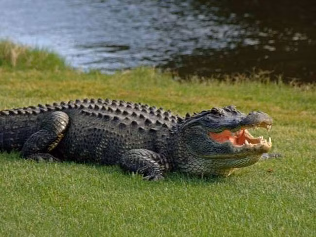 Trong khi cuộc điều tra về chế độ ăn uống của Jaxon đang được tiến hành, Jaxon đã được đưa đến Vườn thú Los Angeles.