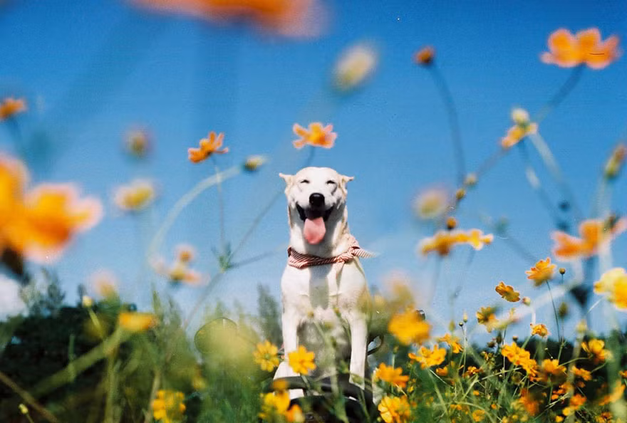  Gluta được chủ nhân của mình gọi là cô chó hạnh phúc nhất thế giới. 