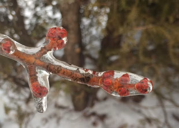 Tác phẩm “Spring Captured: Freezing Rain Attempts to Halt Spring” của Mike Shelby giành vị trí thứ hai trong thể loại ảnh chụp bằng điện thoại thông minh iMoment.