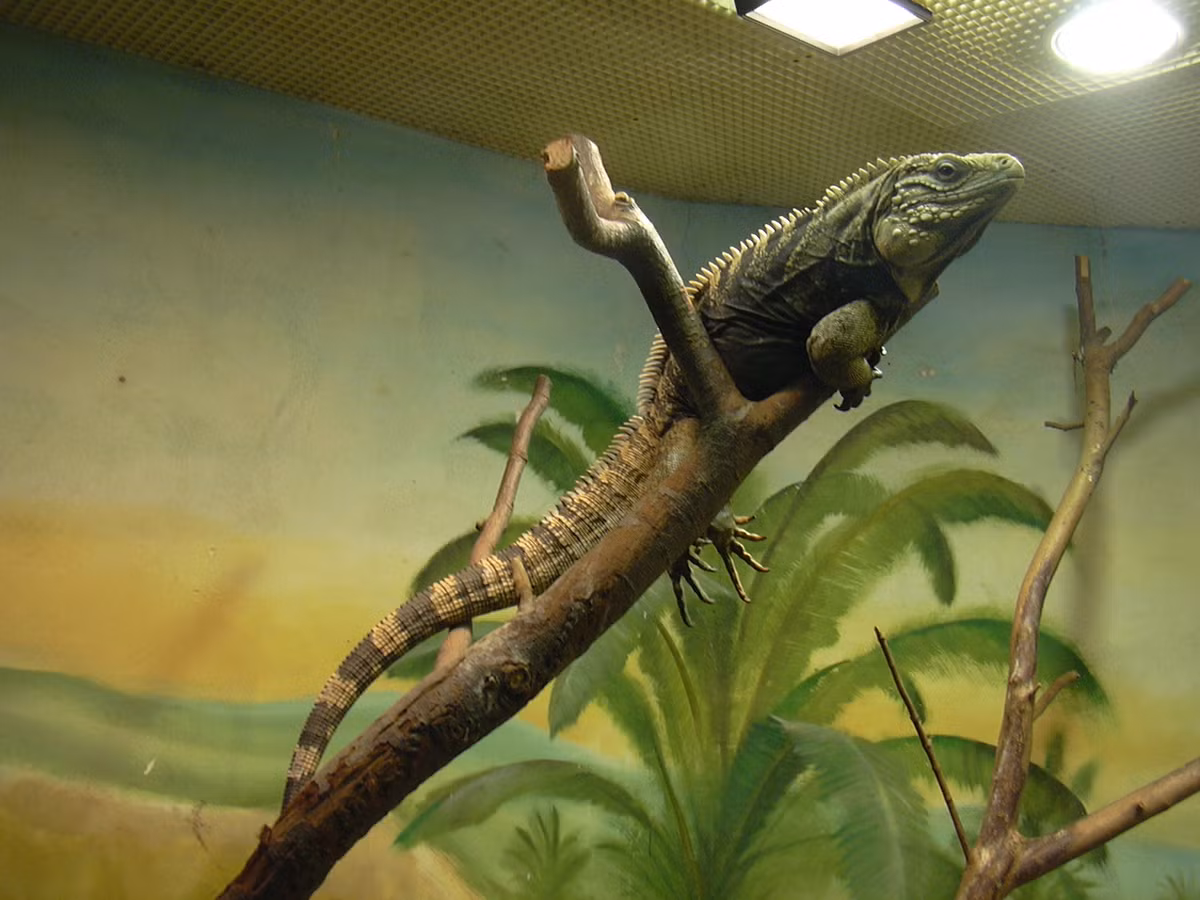 Hiện nay, dân số kỳ đà Rockcuban đang suy giảm nghiêm trọng do bị các loài khác ăn thịt và mất môi trường sống khi con người phát triển nông nghiệp.