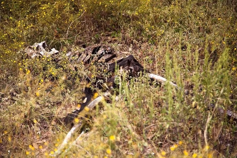 Trang trại sẽ giúp phục vụ có hiệu quả việc phá án của con người. Cơ sở nghiên cứu này nhằm giúp Bass cùng với các nhà khoa học pháp y khác chiết xuất các thông tin quan trọng như thời gian và hoàn cảnh cái chết, nghiên cứu về sự phân hủy của tử thi qua các phần thi thể còn lại của con người.