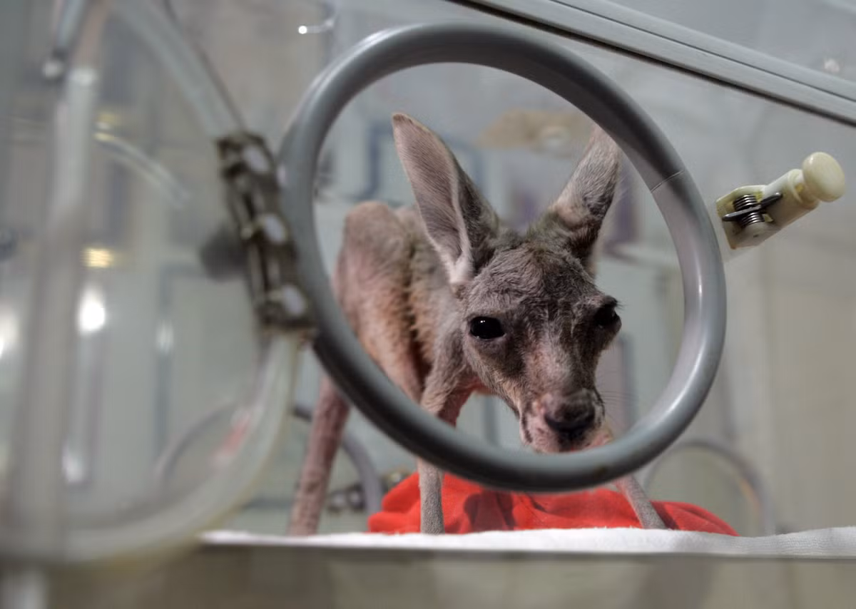 Sau khi bị kangaroo mẹ đánh rơi ra khỏi túi, Tijana được chăm sóc trong một lồng ấp đặc biệt và cho ăn bằng sữa nhập từ Mỹ và Đức.