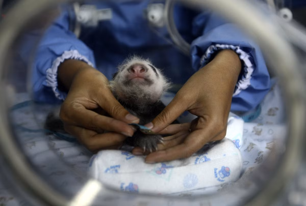 Một bác sĩ thú y đang khám chú gấu trúc mới ra đời của gấu mẹ Lin Hui tại vườn thú Chiang Mai, phía bắc Bangkok năm 2009 sau khi được thụ tinh nhân tạo lần thứ 2.