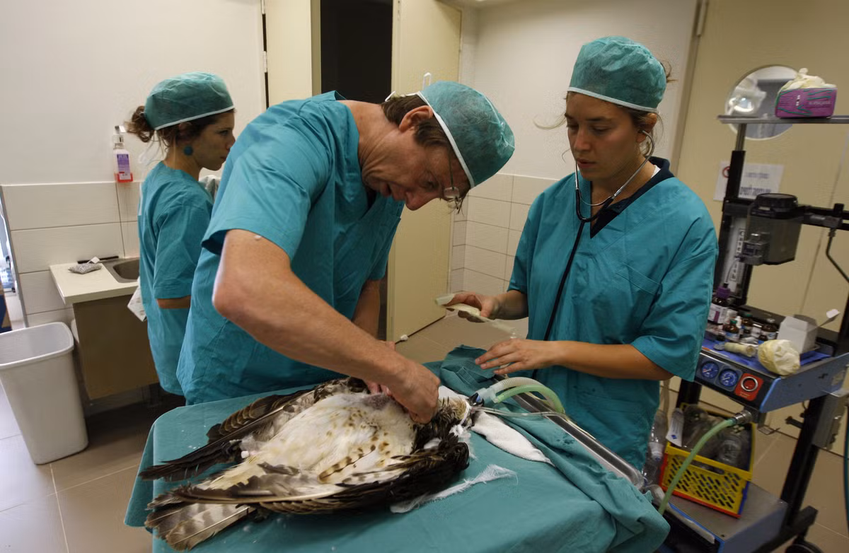 Tiến sĩ Yigal Horowitz đang chuẩn bị phẫu thuật xương cho một con chim ưng biển tại bệnh viện động vật hoang dã ở Ramat Gan (Israel) năm 2010.