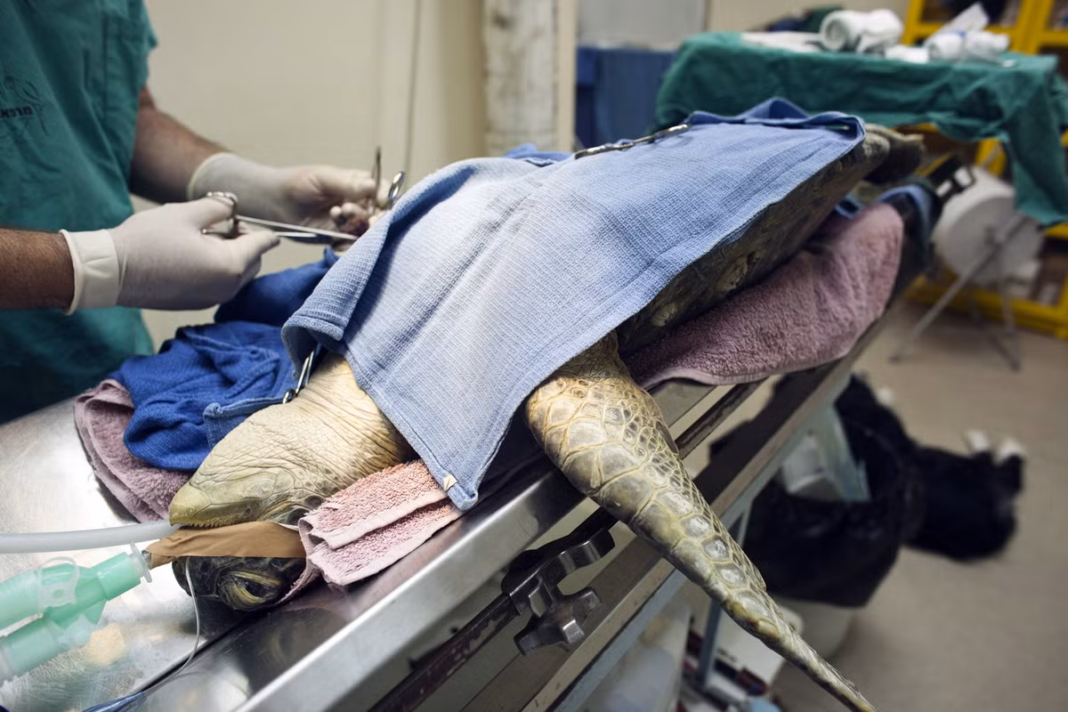 Những con vật này đều hết sức may mắn khi được chữa bệnh chu đáo. Chú rùa biển xanh Dustin vừa trải qua phẫu thuật tại bệnh viện của ông ở Rehovot (Israel) vào ngày 27/6/2012 do bị tắc đường ruột.