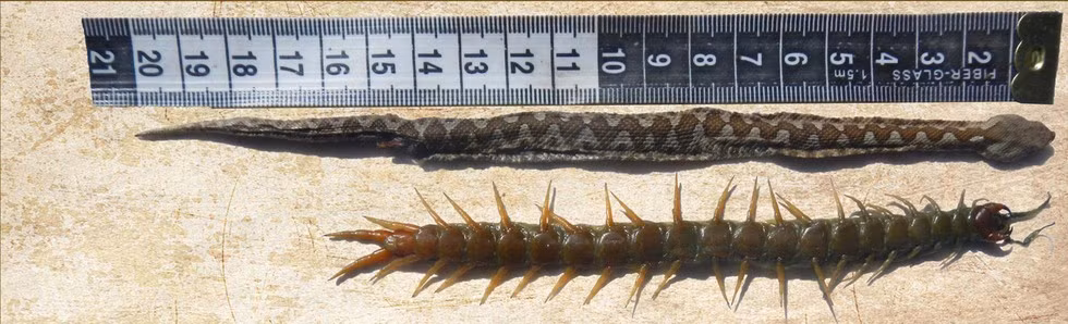 Con rắn lục này liều mạng ăn một con bọ cạp có kích thước tương đương với nó nhưng cuối cùng lại phải trả giá đắt khi bị chính bọ cạp ăn ngược lại từ trong ra và lấy bộ da của nó làm chiến lợi phẩm.