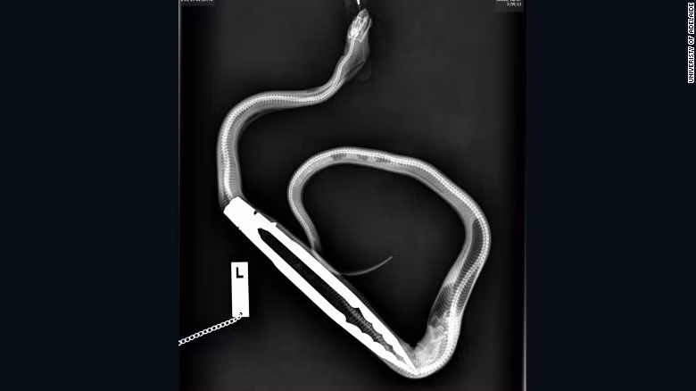 Khi được chủ dùng chiếc kẹp nướng BBQ đưa chuột cho ăn, con trăn khổng lồ này tham lam đến mức cuốn luôn cả chiếc kẹp và nuốt vào bụng. May mắn là nó chỉ phải trải qua một cuộc phẫu thuật đau đớn để lấy chiếc kẹp bị kẹt ra khỏi bụng chứ không chết.