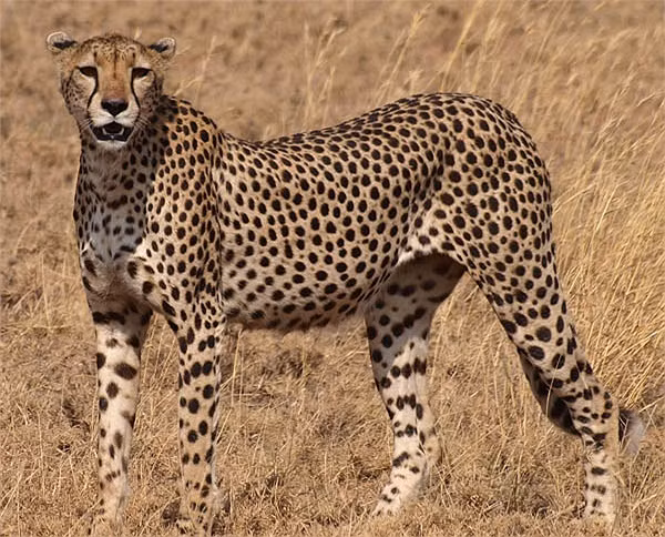 Báo đốm không biết gầm. Thực tế chúng chỉ biết kêu rừ...ừ...ừ.