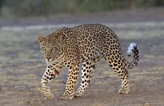 Trong suốt cuộc rượt đuổi, báo đốm có thể thở tới 150 lần/phút và đạt được vận tốc 100km/h trong 5 giây. Chiếc đuôi của chúng đóng vai trò là một bánh lái trong khi chúng rượt đuổi.