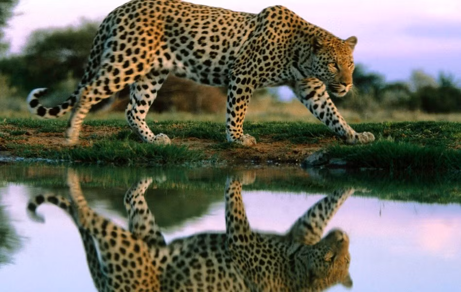 Các đốm trên mình nó có đường kính lên tới 3,8cm. Những đốm này có tác dụng giúp nó ngụy trang.