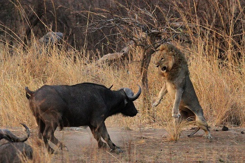 Những con sư tử cái trong đàn giữ vai trò đi săn vì chúng có kích thước nhỏ hơn, nhanh nhẹn hơn mà không có bộ bờm to nặng.