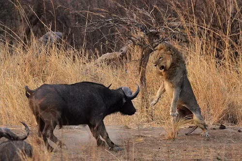Những con sư tử cái trong đàn giữ vai trò đi săn vì chúng có kích thước nhỏ hơn, nhanh nhẹn hơn mà không có bộ bờm to nặng.