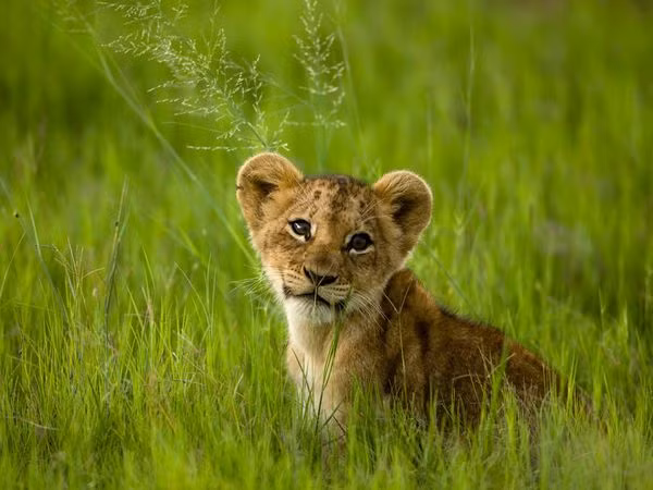 Một con sư tử cái có thể đẻ được 4 con sư tử con.