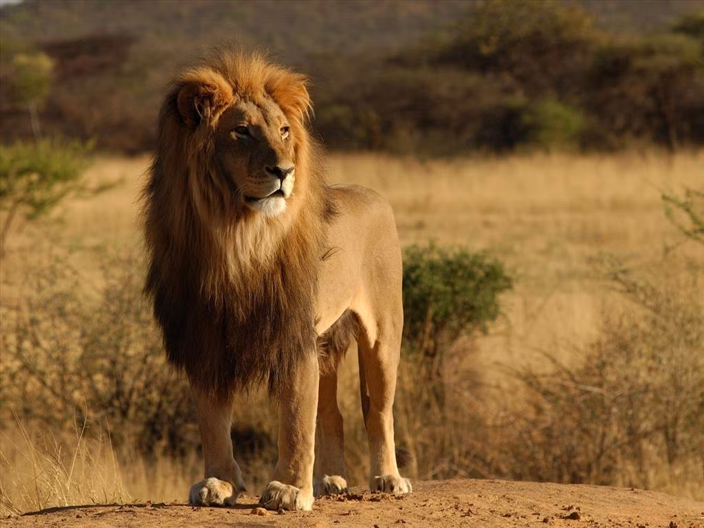 Khi đói, sư tử có thể sẽ bới tìm thức ăn thừa từ những con thú săn mồi khác như báo đốm, linh cẩu.