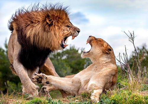 Sư tử giao phối với nhiều sinh vật khác nhau.