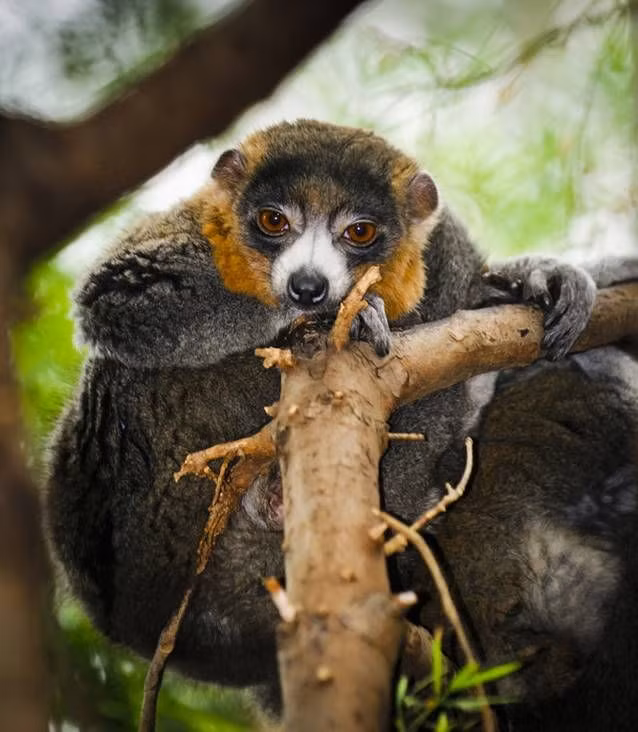 Eulemur mongoz là một cư dân nhập cư của quần đảo Comoros. Chúng rất thích ăn trái cây, hoa và mật hoa nhưng có giờ giấc sinh hoạt khá thất thường. Dường như lúc nào chúng cũng trong trạng thái sẵn sàng hoạt động.
