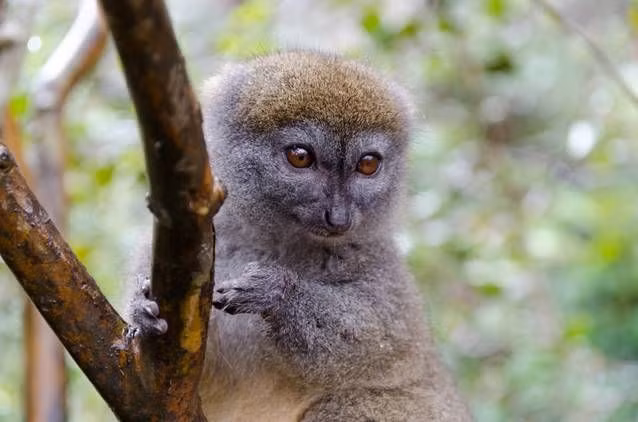 Đến tận những năm 1980, vượn cáo tre mới được miêu tả là một loài hiền lành. Nhưng thực ra nó lại rất hung hăng trong điều kiện nuôi nhốt. Và đúng như cái tên của mình, chúng chỉ thích ăn các loại tre của đảo Madagascar.