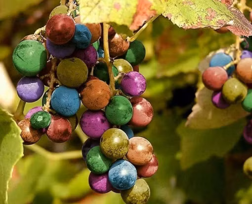 Có thể nhiều người nghĩ rằng đây là một bức ảnh photoshop nhưng thực chất đây là giống nho cầu vồng được nhiều người trên thế giới săn lùng tìm mua. Màu sắc rực rỡ như cầu vồng xuất hiện ở thời điểm khởi đầu quá trình chín của từng trái.