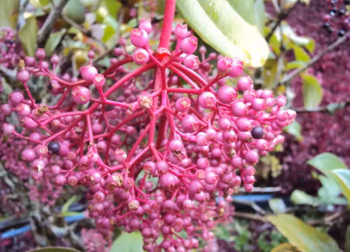 Nho châu Á hồng (tên khoa học là Medinilla speciosa) là một trong những giống nho hiếm nhất thế giới. Chúng có “ngoại hình” rất giống loài lan trắng, hai loài lại mọc gần nhau nên rất khó phân biệt, trừ khi cây nho bắt đầu kết trái.