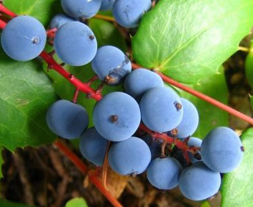 Nho Oregon không chỉ có những chùm quả hết sức dễ thương mà còn có khả năng chịu hạn rất tốt. Hơn nữa, loài nho này còn rất tốt trong việc cải thiện sức khỏe.
