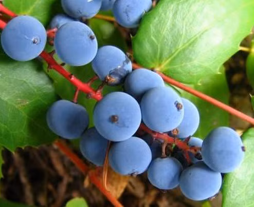 Nho Oregon không chỉ có những chùm quả hết sức dễ thương mà còn có khả năng chịu hạn rất tốt. Hơn nữa, loài nho này còn rất tốt trong việc cải thiện sức khỏe.
