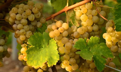 Thực tế, nho Muscat không hiếm mà còn là giống nho thuần lâu đời nhất thế giới, tuy nhiên màu vàng rực của những trái nho này quả thực rất khác thường.