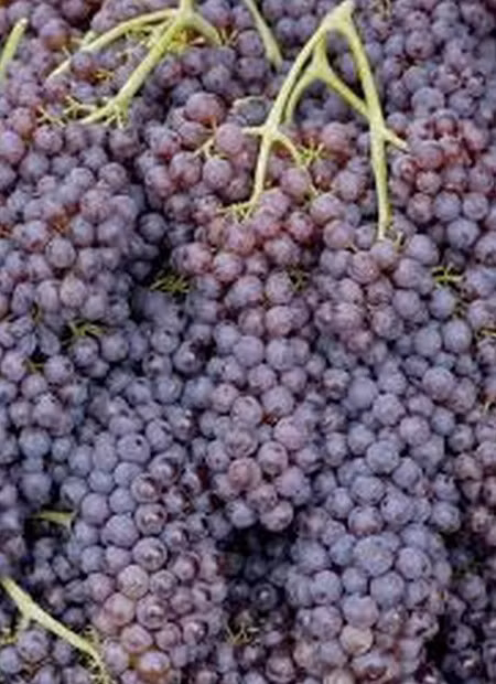 Trên thế giới có rất nhiều giống nho quái dị khác nhau. Nho đen Corin là một giống nho cổ xưa có nguồn gốc từ Hy Lạp. Những trái nho này có vị ngọt với lớp vỏ mỏng, và còn được gọi là nho sâm banh.