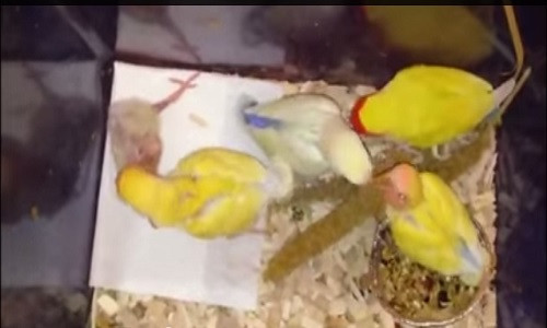 Hình ảnh cảm động về tình cảm thắm thiết của anh em nhà vẹt. Hình ảnh cảm động về tình cảm thắm thiết của anh em nhà vẹt.