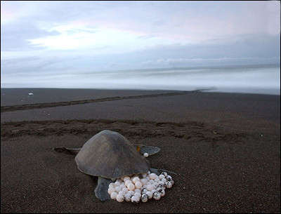 Rùa, cá sấu, rắn nước, cá sấu Mỹ, cá heo và cá voi sẽ chết đuối nếu chúng bị giữ ở dưới nước quá lâu.