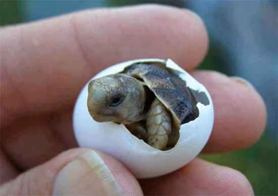 Bạn có thể biết được giới tính của một con rùa dựa vào âm thanh mà nó tạo ra. Ngoài việc là một kẻ biết lo xa, biết tích trữ nước phòng khi cần kíp, loài rùa còn được ca tụng là người làm vườn bất đắc dĩ. Chúng ăn thực vật và thường ăn trụi cả cây đó, bao gồm cả những hạt giống có trên cây. Sau khi ăn, chúng đi "nặng" rất nhiều, vô tình những hạt giống trong phân của rùa sẽ được ươm trong đất, gặp điều kiện thích hợp liền đâm rễ, nảy mầm và phát triển.