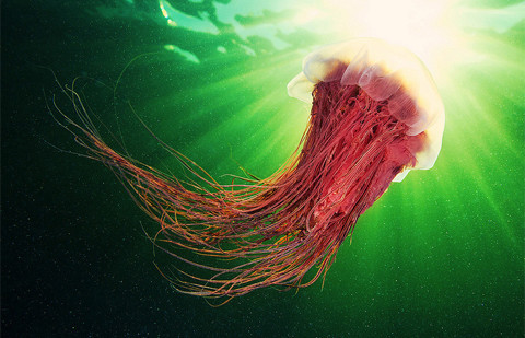 Loài sứa có cơ thể trong suốt trong khi một số khác lại có cơ thể nửa trong suốt. Chính điều này có thể gây nguy hiểm cho ngư dân và du khách.