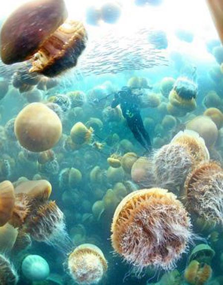 Một số loài sứa có kích thước nhỏ như một chiệc đinh ghim trong khi một số loài khác lại cao lớn như con người.