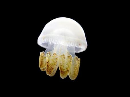 Dù sống dưới biển, loài sứa không bơi giỏi.