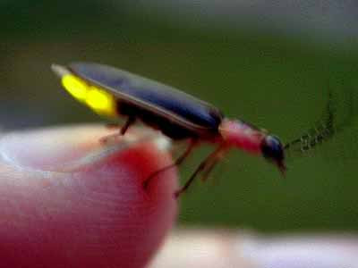 Châu lục duy nhất không có đom đóm là châu Nam Cực.