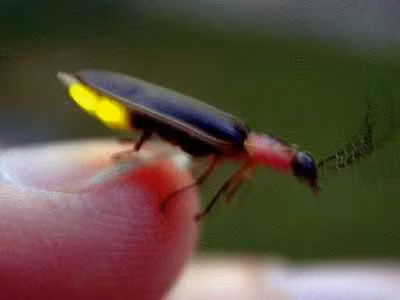 Châu lục duy nhất không có đom đóm là châu Nam Cực.