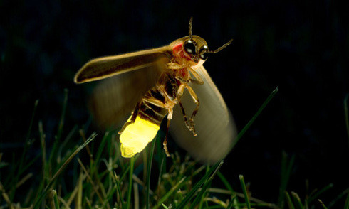 Đom đóm không cắn và chúng cũng không có càng. Đom đóm vô hại. Chúng thậm chí còn không mang truyền bệnh.