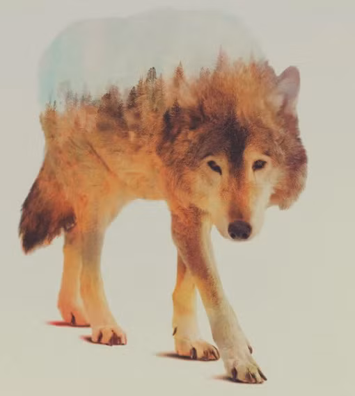 Phơi sáng kép là một kỹ thuật chụp ảnh được phát triển từ thời sử dụng máy chụp ảnh phim, sau này được đưa vào máy ảnh kỹ thuật số. Nó được hiểu nôm na là chụp nhiều lần trên một tấm hình, còn về mặt kỹ thuật, chức năng này sẽ phơi sáng nhiều lần cảm biến hình ảnh. Người ta sử dụng chức năng này để chụp phong cảnh, tạo các hiệu ứng mơ hồ và vô thực hoặc muốn nhấn mạnh sự chuyển động của đối tượng. 