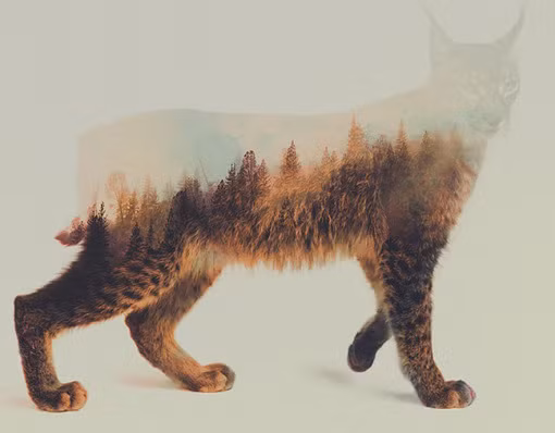 Màu sắc của lông thú với nền ảnh kết hợp rất tinh tế 