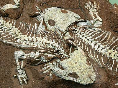 Năm 2015, cuộc tìm kiếm hóa thạch cổ sinh vật kéo dài 4 năm đã phát hiện ra xương hóa thạch 100 triệu năm tuổi của khủng long.