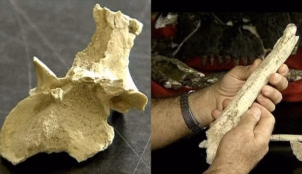 Hầu hết các loài khủng long được biết đến chỉ từ một cái răng hoặc một mẫu xương.