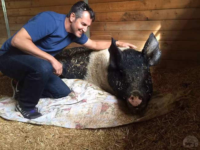 Được thành lập vào năm 1999 tại Tarzana, California, The Gentle Barn là ngôi nhà chung của hơn 170 loài động vật được cứu thoát khỏi cuộc sống khắc nghiệt trong các nông trang.