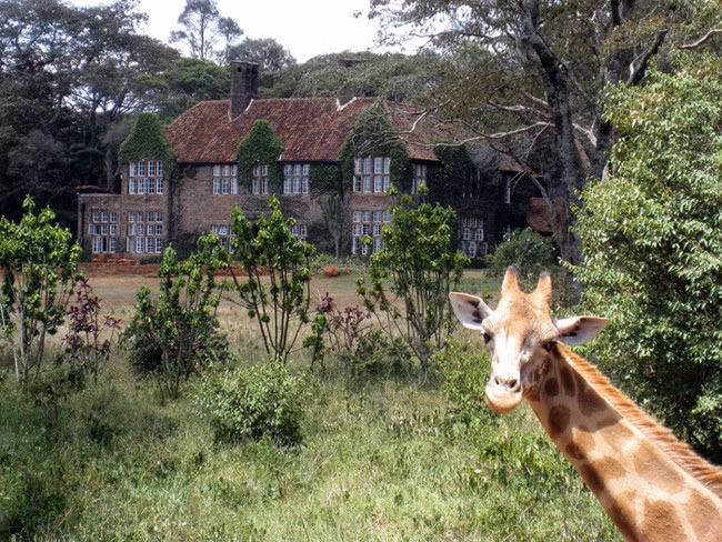Khách sạn hươu cao cổ ở Kenya, Giraffe Manor. Đây là một khách sạn ở ngoại ô Lang'ata Nairobi, Kenya, nổi tiếng với đàn hươu cao cổ Rothschild đang có nguy cơ tuyệt chủng. Du khách nghỉ ngơi tại đây có thể ngạc nhiên đến bất ngờ thú vị khi những con hươu cao cổ thò đầu vào cửa sổ xin đồ ăn sáng.
