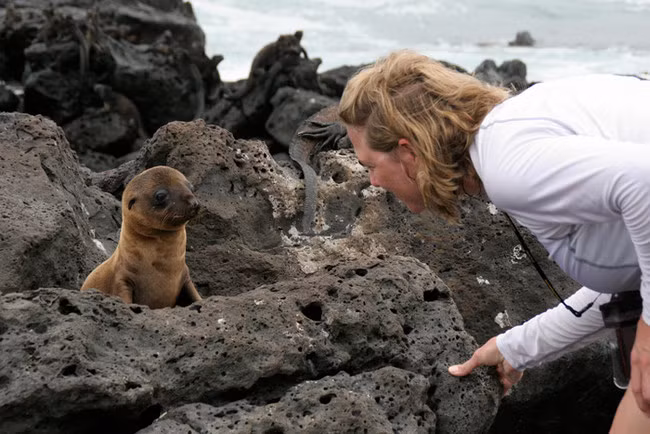 Quần đảo Galapagos, Ecuadorlà nơi có những động vật hoang dã rất hiếm và chỉ tìm thấy trên đảo. Những du khách đến đây có thể chào hỏi với những con sư tử biển thân thiện và nằm nghỉ ngơi thư giãn ngắm loài rùa khổng lồ Galapagos đi lại.