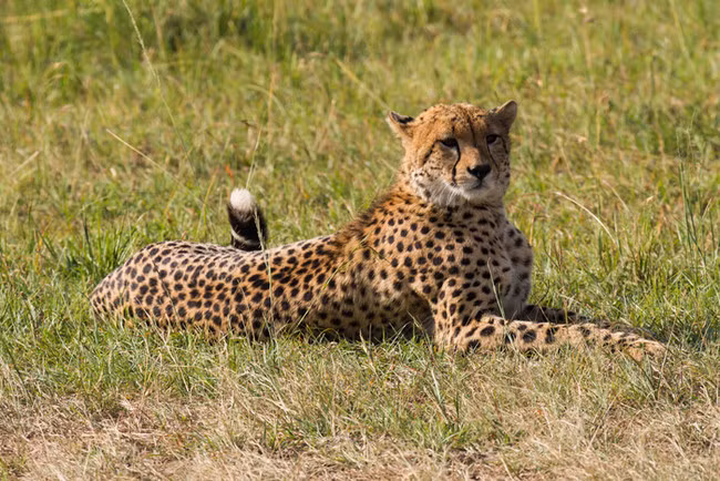 Tọa lạc tại Cape Town thuộc sở hữu của Paardevlei Heartland ở Nam Phi, khu bảo tồn Cheetah Outreach cho phép du khách đến gần với những con báo xinh đẹp và uyển chuyển. Mở cửa cả năm, ban lãnh đạo của khu bảo tồn này hy vọng có thể giúp mọi người nâng cao nhận thức về bảo vệ động vật hoang dã.