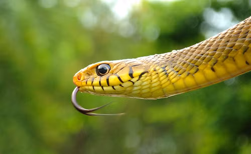 Rắn dùng lưỡi của chúng để ngửi. Ở Brazil có một hòn đảo mà con người bị cấm đến bởi hòn đảo này có nhiều rắn tới mức cứ một mét vuông là có 1-5 con rắn xuất hiện. Trong dạ dày của loài rắn chứa rất nhiều a xít mạnh, chúng sẽ nổ tung nếu được cho uống Alka-seltzer - một loại thuốc trị đầy bụng khó tiêu. Các con rắn trong những màn biểu diễn thôi miên phản ứng với những chuyển động, chứ không phải với âm thanh.